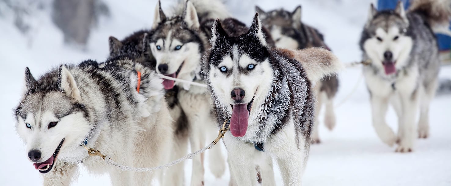 15 What is a Sled Dog? Smrt English